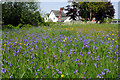 Bluebells on Garway Common in HR2 8RE