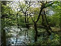 Pond at Old Nun Wood in CV23 9PZ