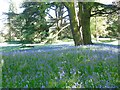 Cedars and Bluebells, grounds of Packington Hall in CV7 7HN