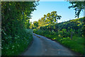 East Devon : Country Lane in EX5 2PZ