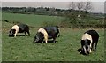 Wessex Saddlebacks, Horton, Gloucestershire 1990 in BS37 6PD