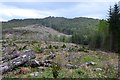 Replanted area, Torrachilty Forest in IV14 9ES