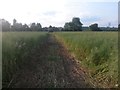 Wimborne Minster: footpath through crops in BH21 2FZ