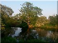 Canford Magna: a tree reflected in the Stour in BH21 2DA