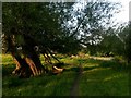 Canford Magna: the riverside path passes an interesting tree in BH21 2DA