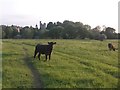 Canford Magna: a grazing cow and a School view in BH21 2DA