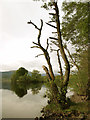 Dead Tree on the north bank of Loch Tay in FK21 8TL