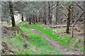Skye View Trail leaving the plantation in IV40 8FE