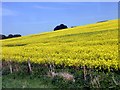 Field of flowering oilseed rape beside the railway in YO60 7JB