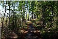 The Cycle Path beside the B817 in woodland in IV16 9XH