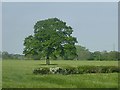 Trackside field tree in YO32 3NS