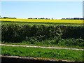 Field of oilseed rape at Catshill in WS8 6DR
