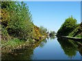 Gorse flowering along the Wyrley & Essington Canal in WS8 6BG