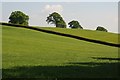 Oak trees and farmland in HR5 3HJ