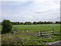 View from a Chester-Holyhead train - Farm crossing to The Marsh in CH8 7FA