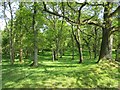 Woodland near Knowehead in DD8 3SJ