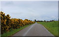 Gorse Bushes ablaze on the Road to Scotsburn in IV17 0XY