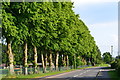 Line of trees beside the recreation ground, Braishfield in SO51 0PP