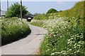 Country road and cow parsley in HR6 9PA