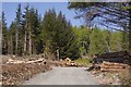 Log stacks, Glen Shee in PH10 7LW