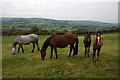 Horses above the Glyn, near Painscastle in LD2 3JR