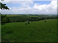Sheep in a field near Sticklepath in Sticklepath