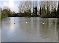 Ducks  on  The  Mere  at  Grindale in YO16 4XX
