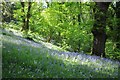 Bluebells in Park Wood in HR5 3HP