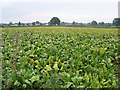 Mangold Crop near Pool Farm in HR2 9AT