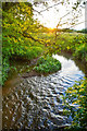 Taunton Deane : Stream in Nynehead