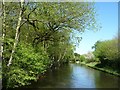 Wyrley & Essington Canal, looking north-east in WS8 7HU