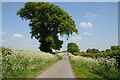 Oak tree and cow parsley in TF6 6RN