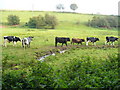 Calves south of Abinger Hammer in GU5 9PE