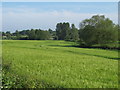 Cereal Crop near Hillhouse Farm, Hedenham in NR35 2DE