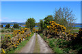 Track gradually descending towards the Dornoch Firth Bridge in IV19 1JX