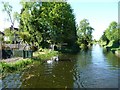 Swans on the Wyrley & Essington Canal in WS3 1NG