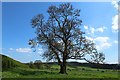 Tree beside the Hadrian's Wall path in NE15 0JA