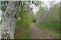 Beech and birch on a track from Colt Cottages to Belladrum Farm in IV4 7HU