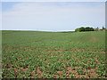 Bean field and Hilltop House in NG20 9NS
