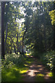The Sailors' Path through Black Heath Wood in IP17 1NS