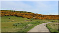 The Glory of Gorse on the Royal Dornoch Golf Course in IV25 3PJ