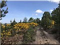 Gorse by the forest track in IV12 5UX