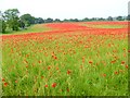 Field of poppies near Aydon Castle in NE45 5PL