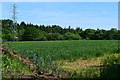 Field and pylon beside Cooper's Lane in SO51 6AN