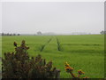 Tracks in a field in KY10 2RR