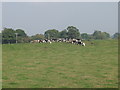Cattle grazing on the flood prevention bank in SY21 9LB