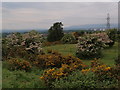 Hawthorn and whins in bloom on Brownside Braes in PA2 8TE