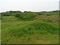 Berrow Local Nature Reserve - The Fore Dunes in TA8 2QS