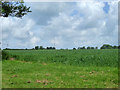 Wheat field north of Tindon End Road in CB10 2RU