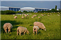 Sedgemoor : Grassy Field & Sheep in TA6 4AP
